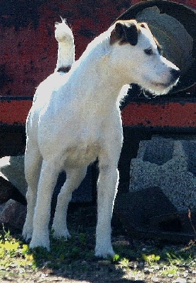 De la forge saint eloi - Terrier Artificiel Mars 2010