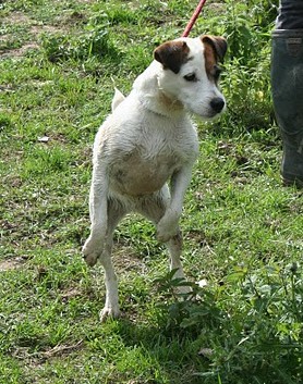 De la forge saint eloi - Terrier Naturel sur ragondins du 23/07//2011