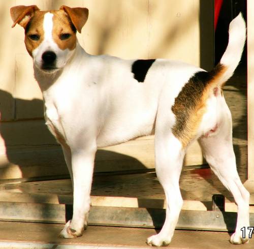 Astrid du Bois des Carnutes